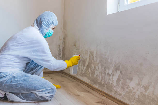 Professional mold removal team in Corapeake