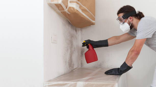 Basement Mold Remediation treatment on basement walls in Corapeake