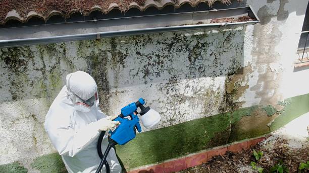 Mold Removal service in Corapeake